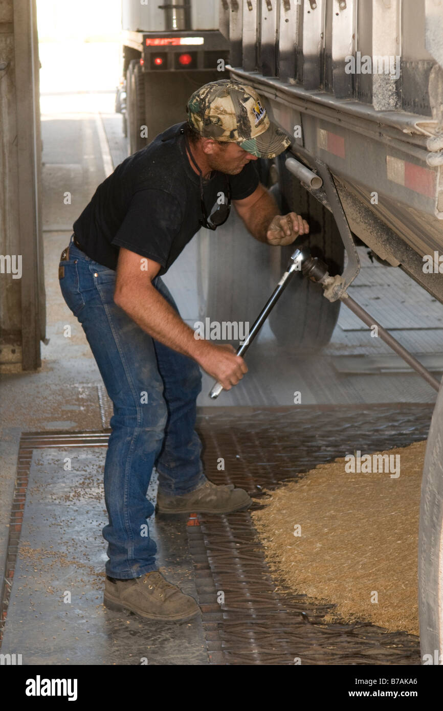 A grain truck driver works to unload wheat into a grain elevator during