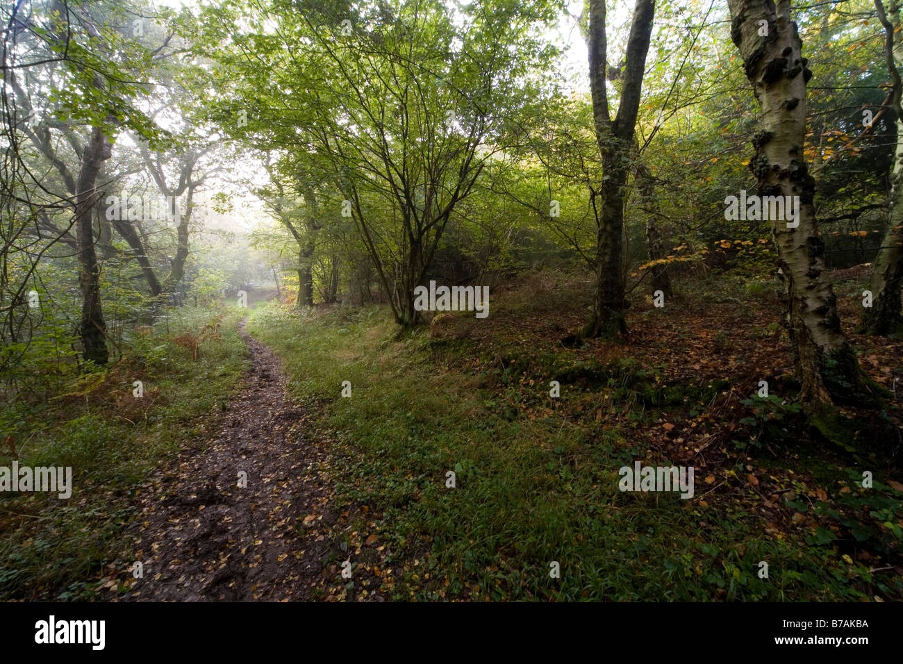 Ranmore common surrey north downs way woodland copse in fog Stock Photo