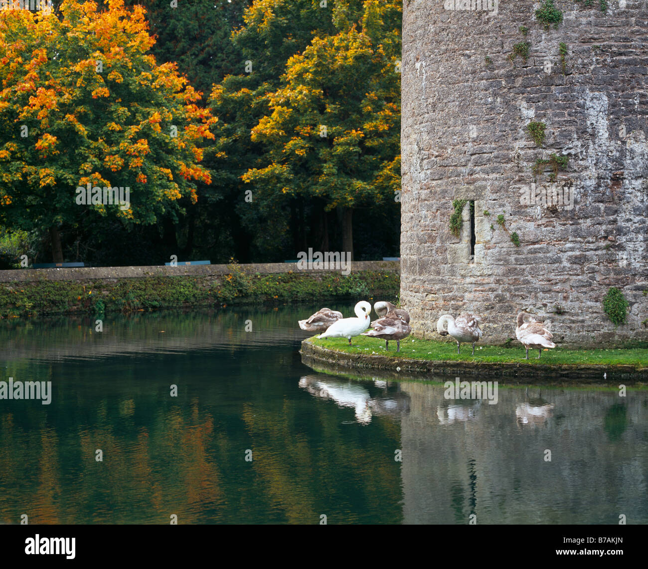 Swans beside the Bishop's Palace garden moat in the City of Wells, Somerset, England. Stock Photo