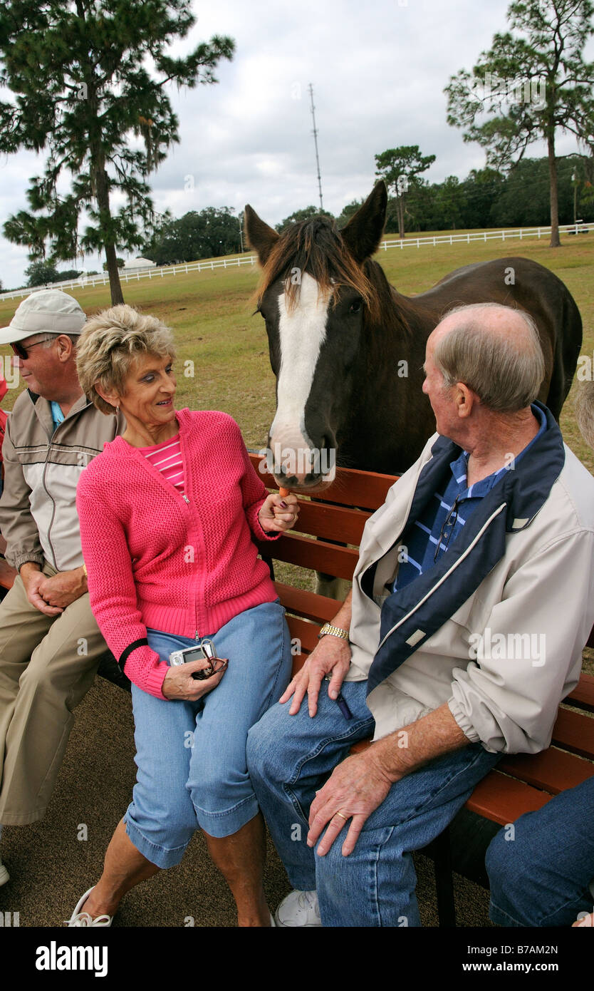 New England Shire Horse Centre Ocala Florida USA visitors on tractor
