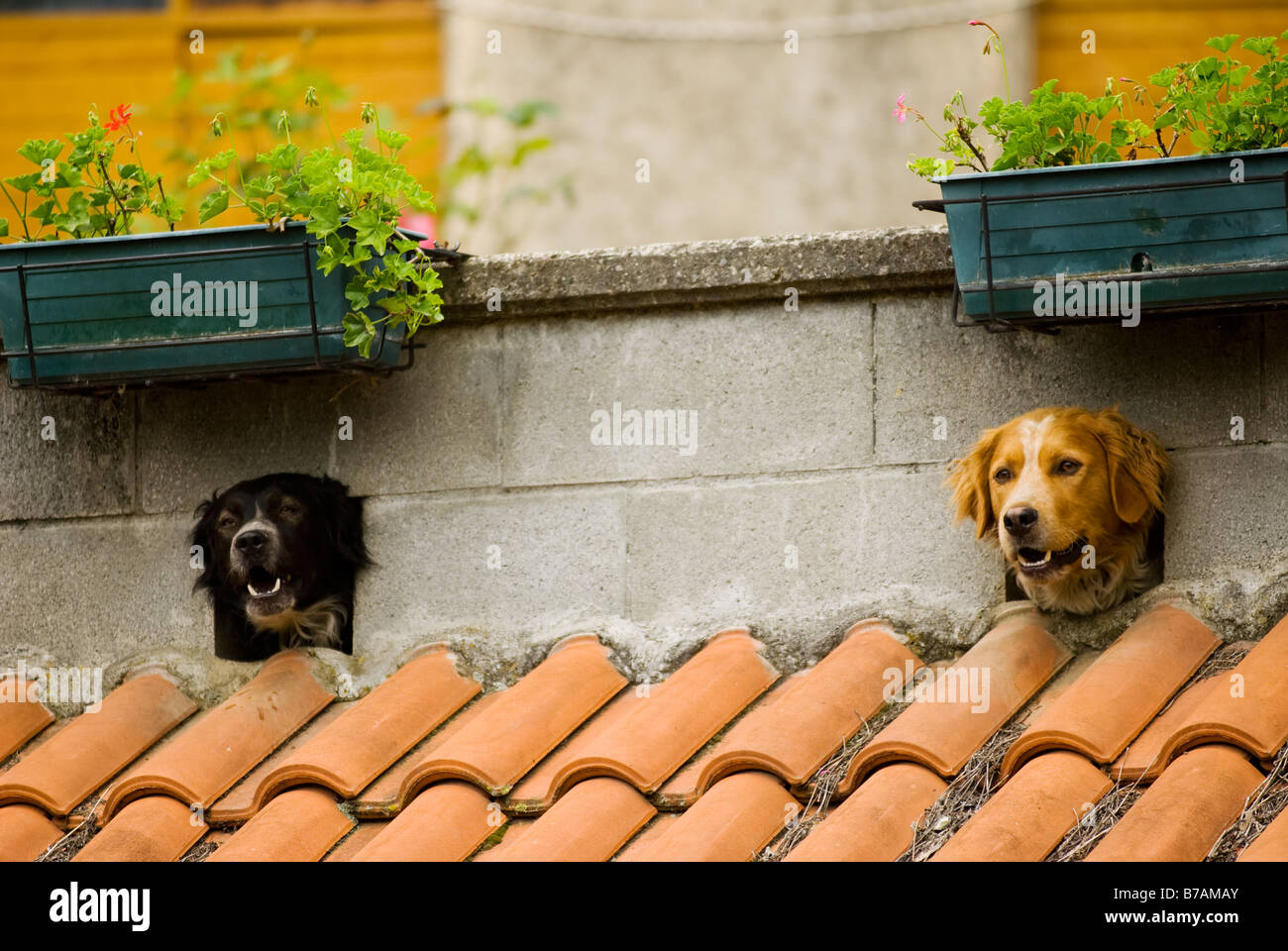 two dogs barking through holes in the wall Stock Photo Alamy