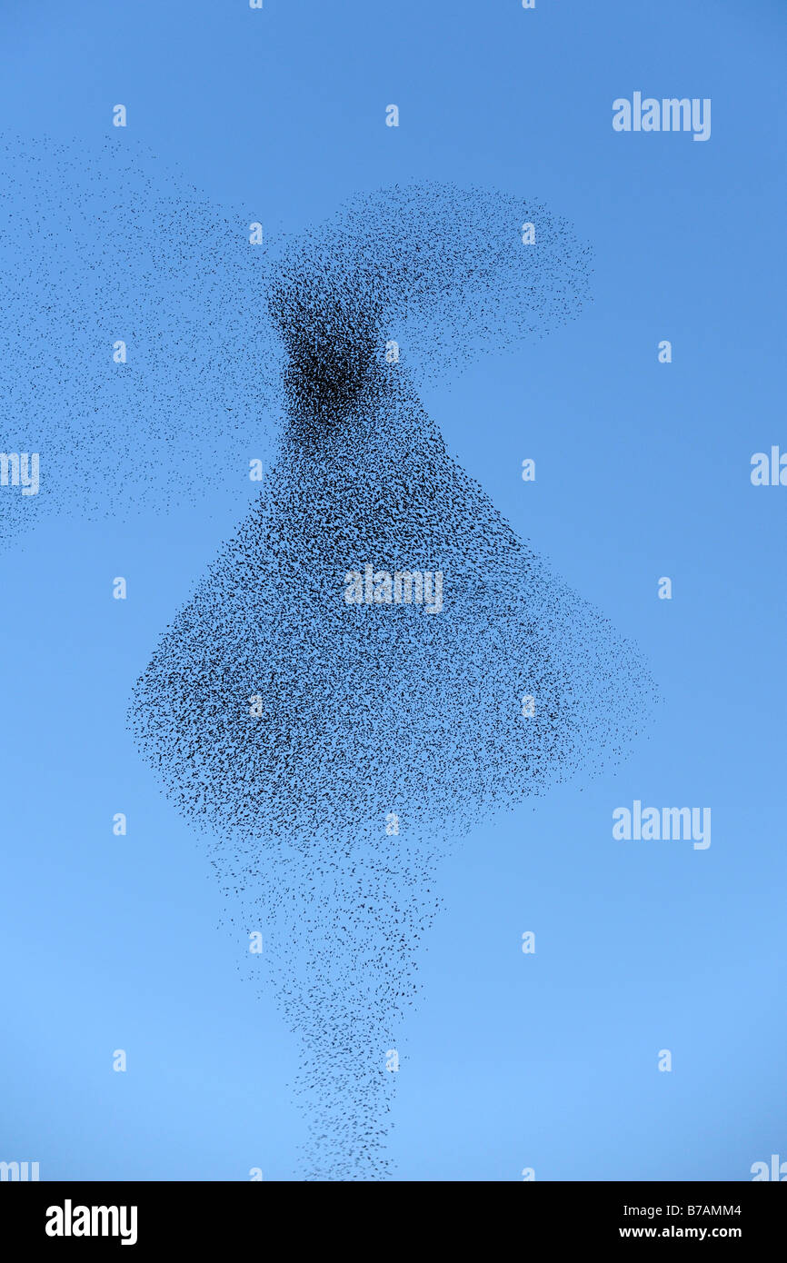 Flock of European Starlings, Common Starlings (Sturnus vulgaris) Stock Photo