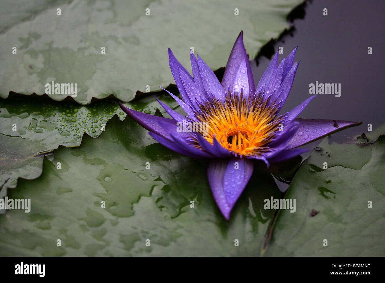 Waterlily (Nymphaea), between leaves in a pond Stock Photo