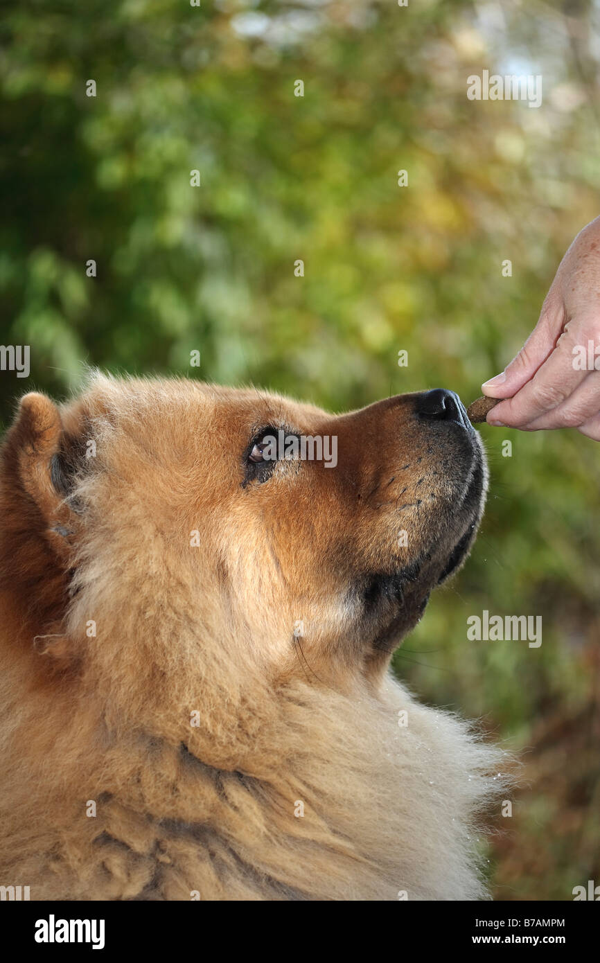 Red Chow Chow (Canis lupus familiaris) being fed by hand Stock Photo