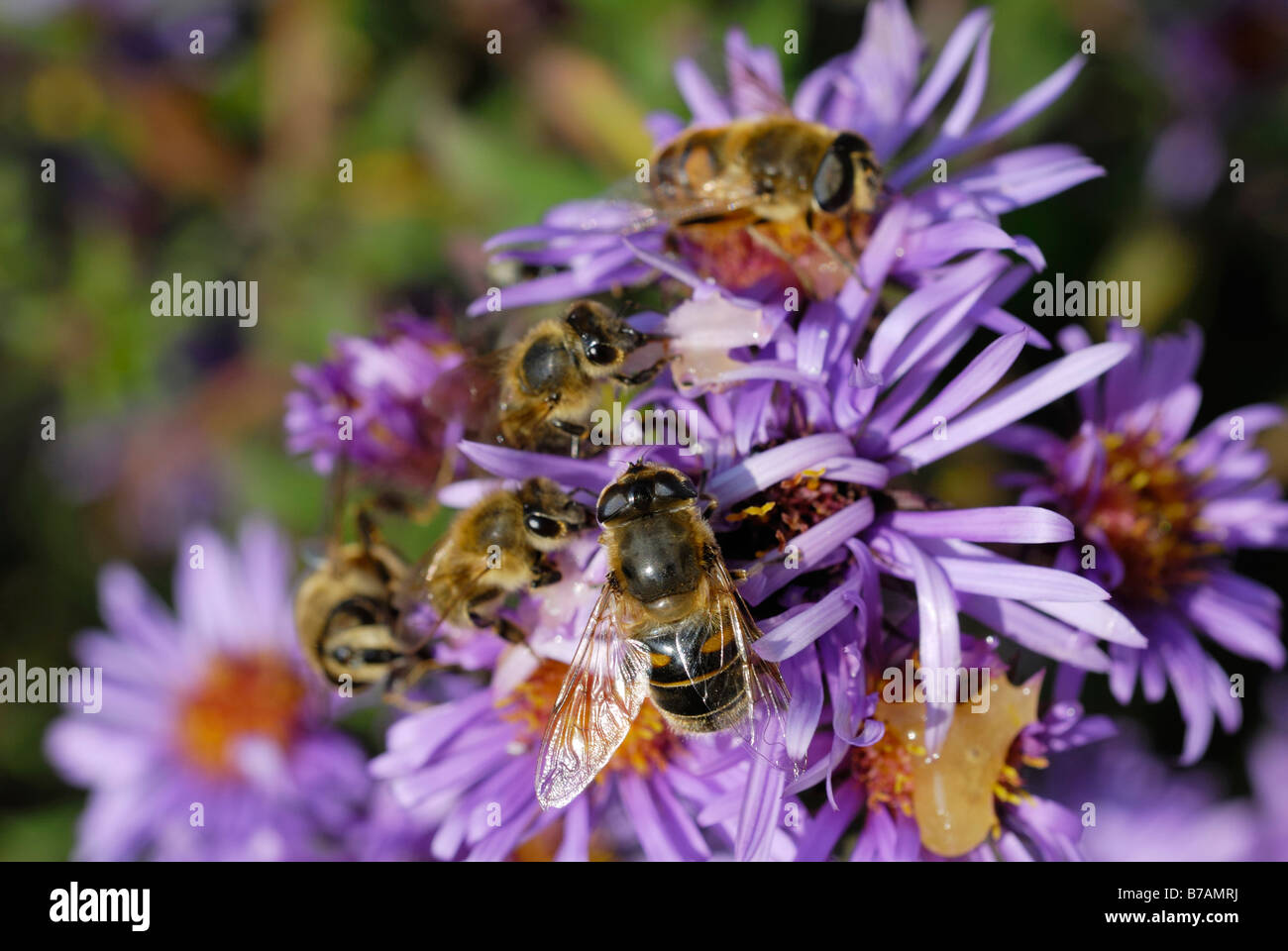 Hoverflies, (Episyrphus balteatus) and bees (Api mellifera) on aromatic aster blossom (Aster oblongifolius) Stock Photo