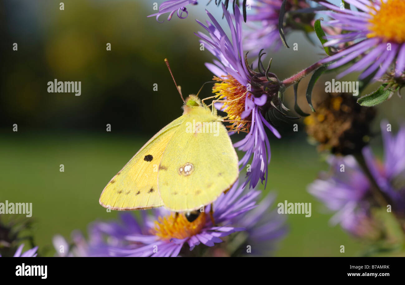 Pale Clouded Yellow (Colias hyale) on an aromatic aster (Aster oblongifolius), Prealps, Upper Bavaria, Bavaria, Germany Stock Photo