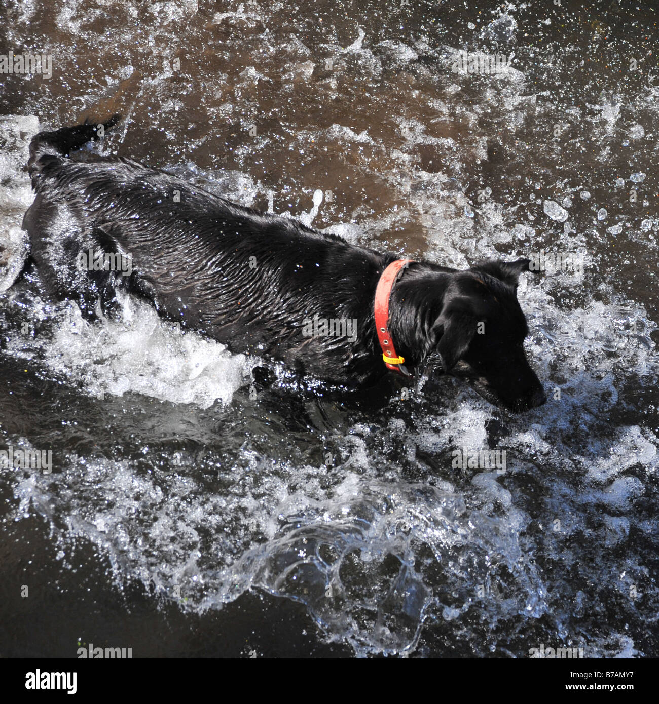 Dog wading through fresh water stream Putaruru North Island New Zealand