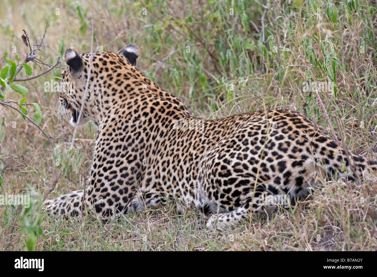 Leopard hunting North Mara Reserve Kenya Stock Photo Alamy