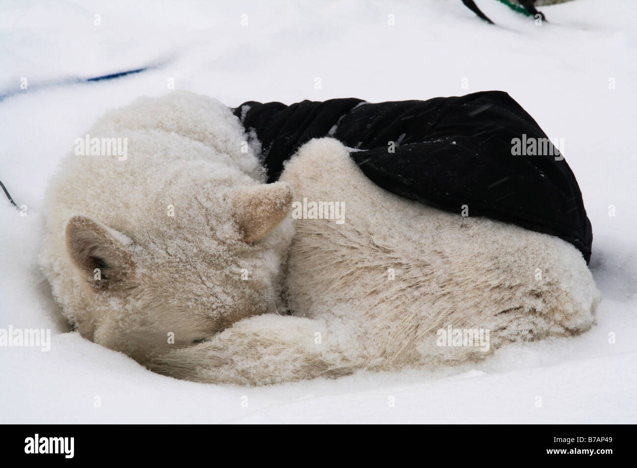 White curled up sleddog, sledge dog, snow covered, wearing insulating jacket, Mackenzie River Delta, Beaufort Sea, Northwest Te Stock Photo