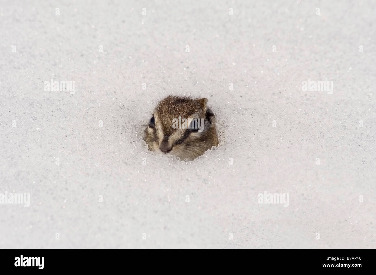 Chipmunk (Tamias) peeking out of its snowed-in den, Spring, Yukon, Canada, North America Stock Photo