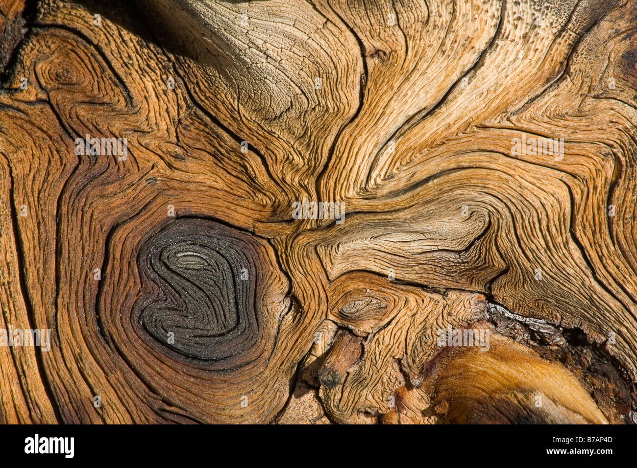 Weather-beaten, weathered wood structure, Alpine Fir stump (Abies lasciocarpa), Yukon, Canada, North America Stock Photo