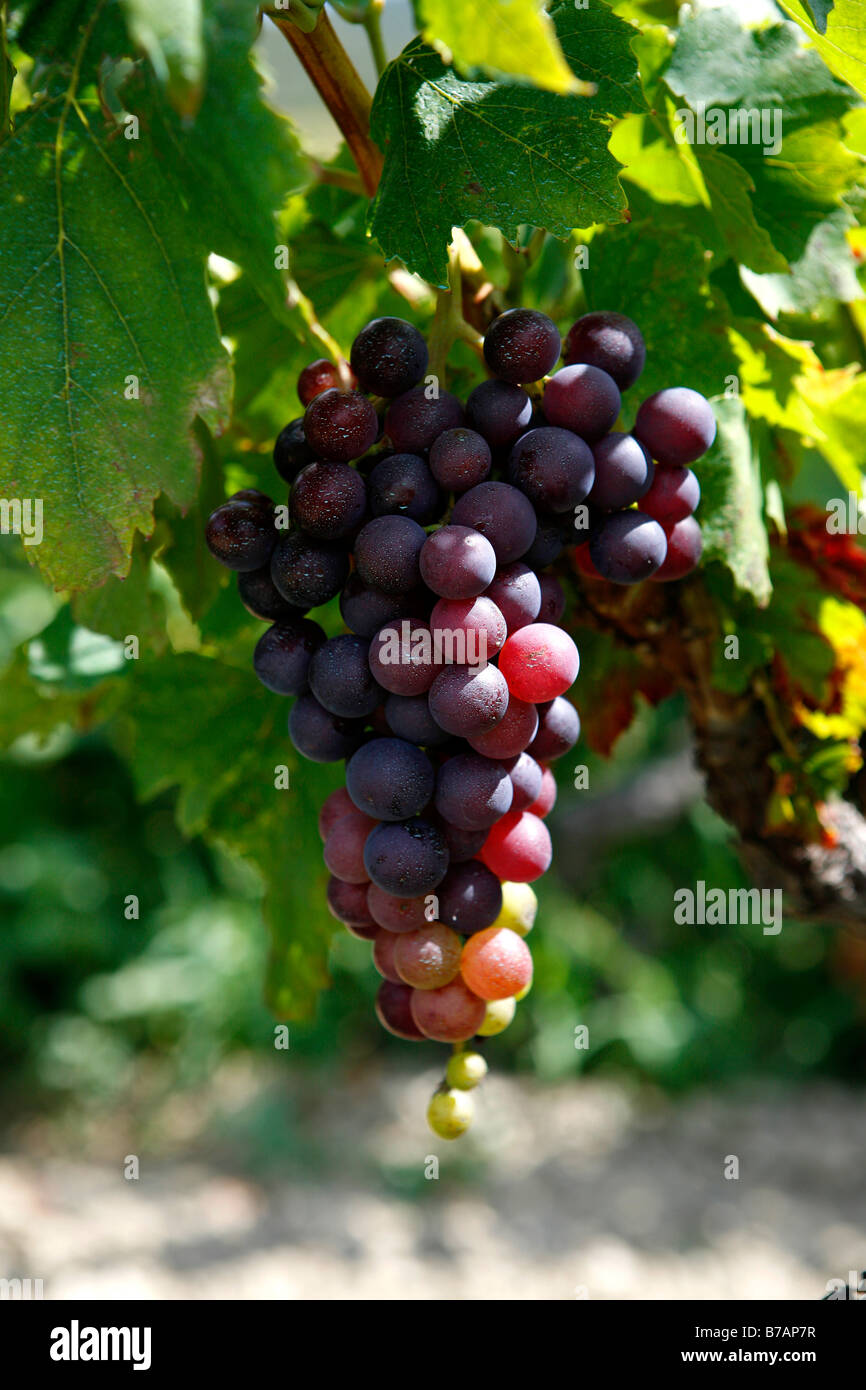 Grapes, grapevine, vineyard cultivation Stock Photo