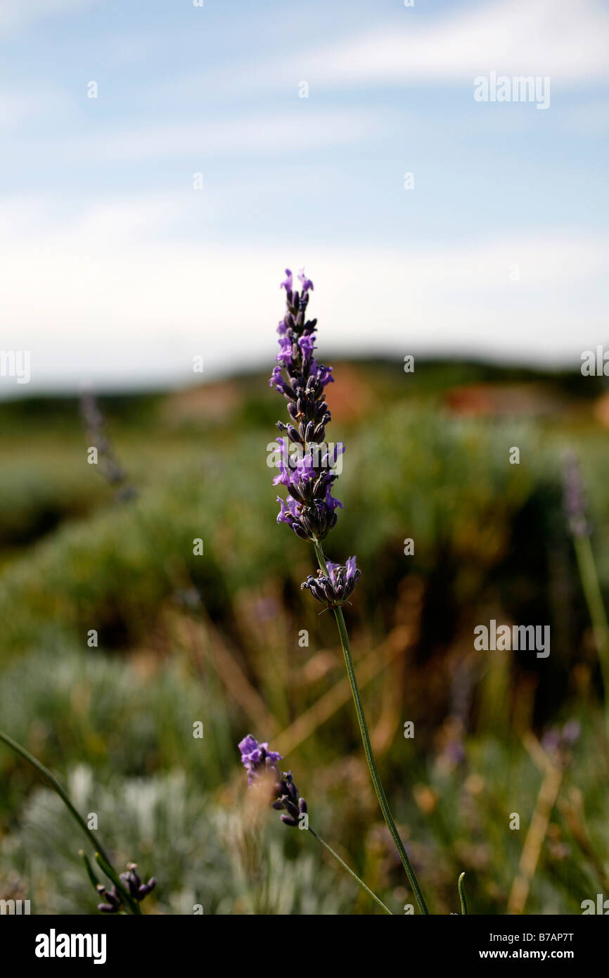 Lavender leaves, Provence, France, Europe Stock Photo Alamy