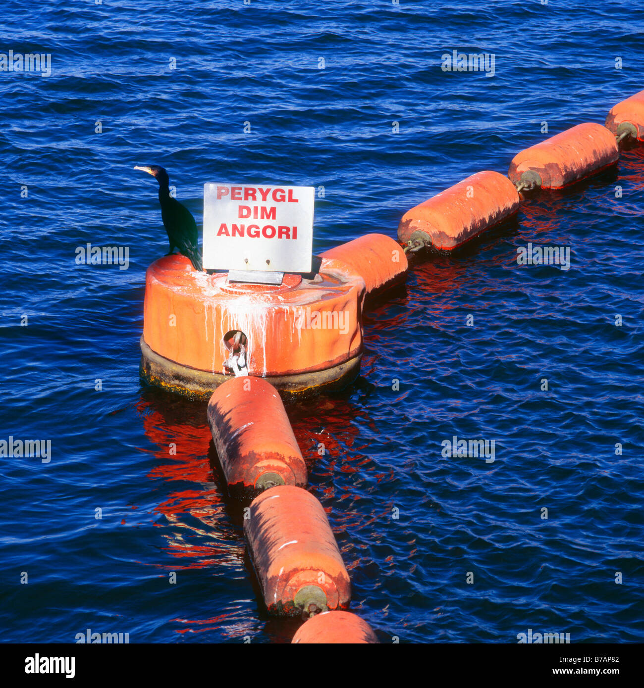 Cormorant perching on buoy in Cardiff Bay. The sign is in Welsh and translates as 'Danger no mooring' Stock Photo