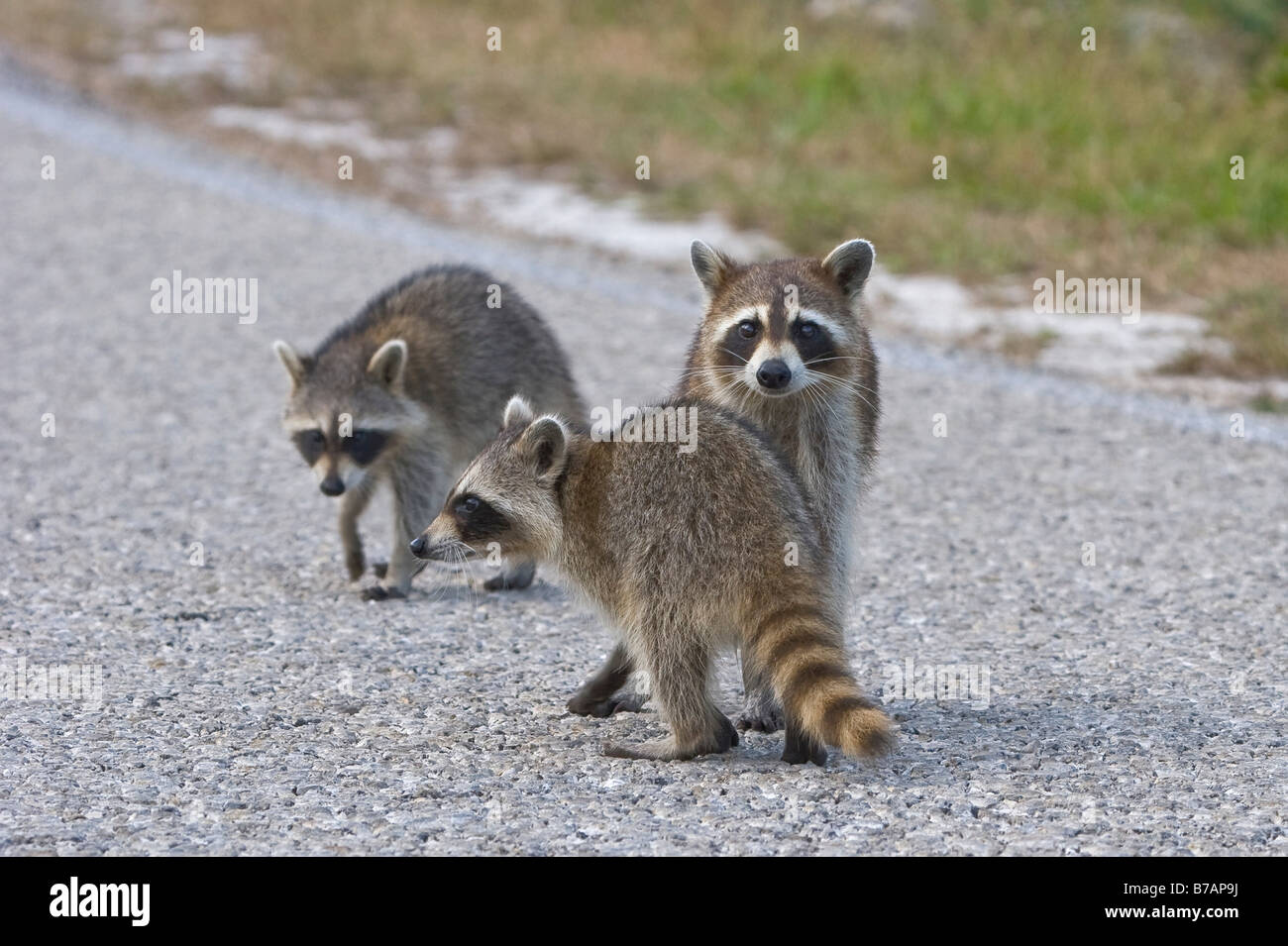 Raccoon (Procyon lotor) Stock Photo