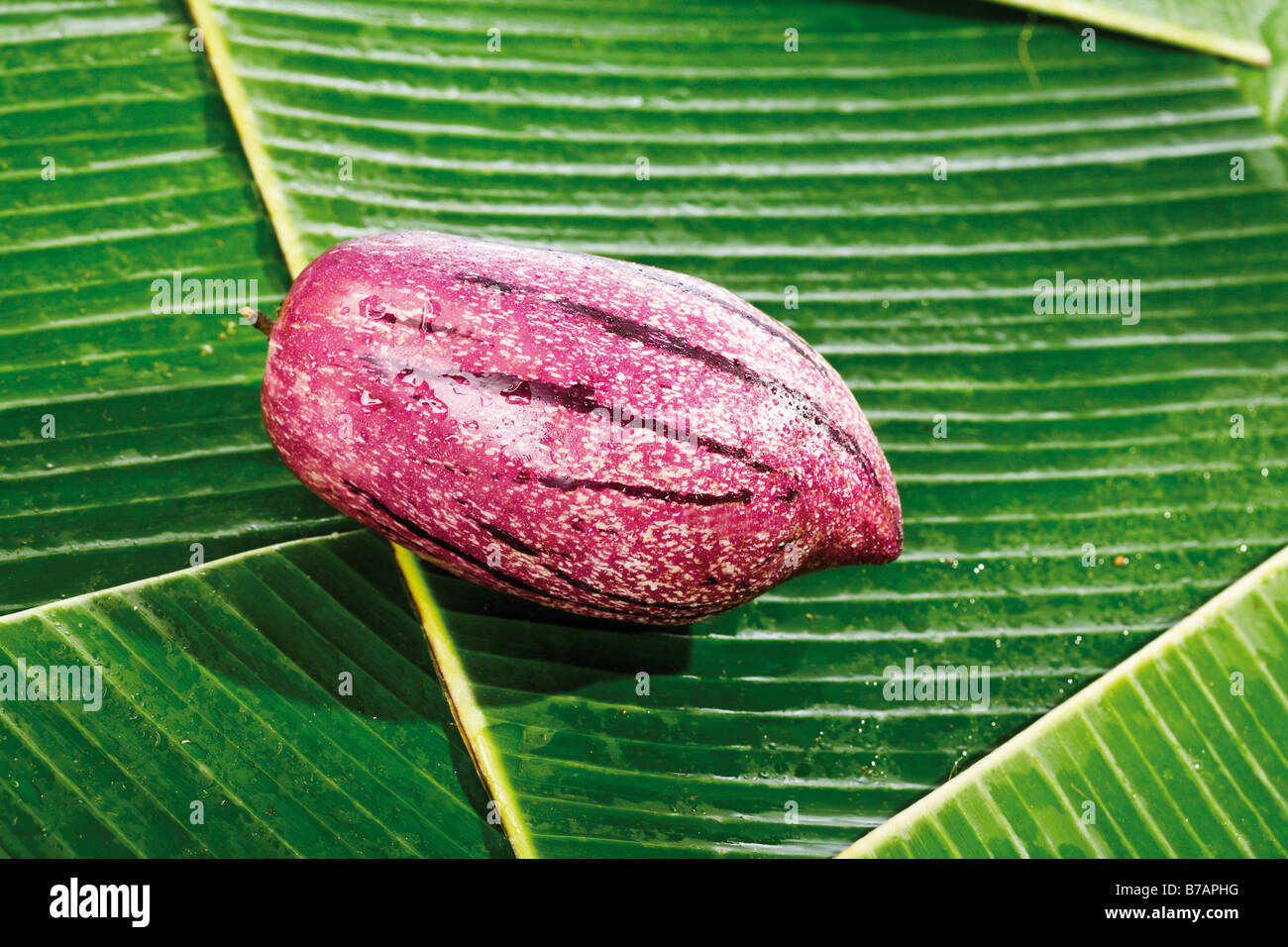 Pepino Melon or Melon Pear (Solanum muricatum), on banana leaves Stock Photo