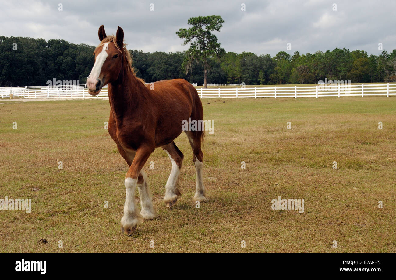 New England Shire Horse Center in Ocala Florida USA a young shire horse exercising in paddock Stock Photo