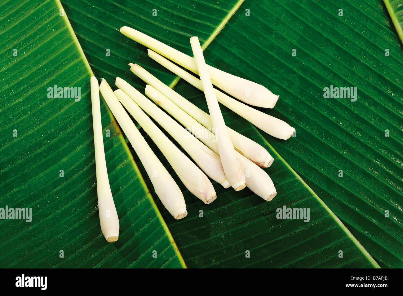 Lemongrass on banana leaves Stock Photo