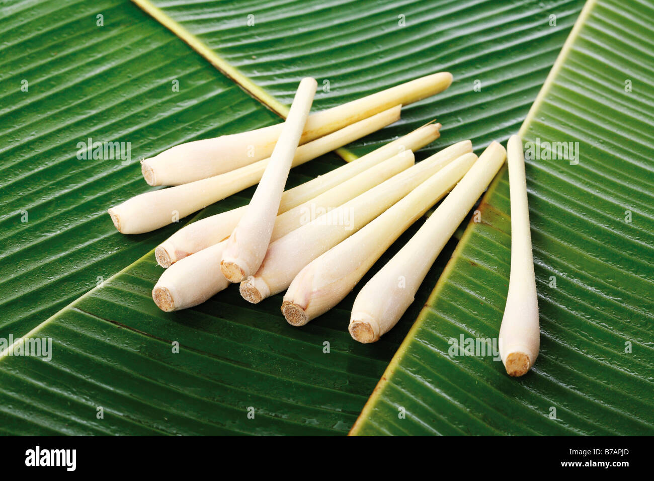 Lemon Grass also Oil Grass (Cymbopogon citratus), on bed of banana leaves Stock Photo
