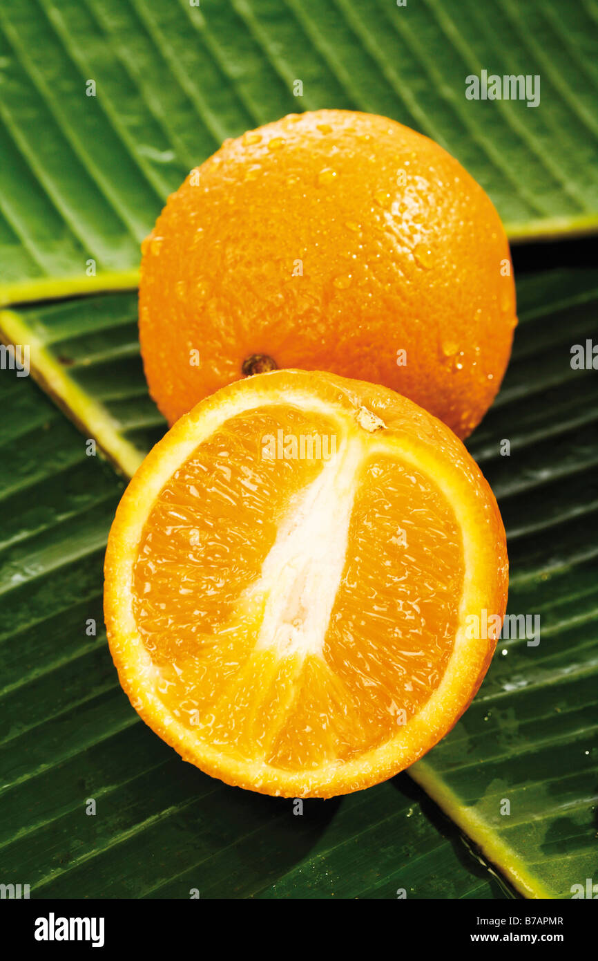 Oranges (Citrus sinensis), on banana leaves Stock Photo