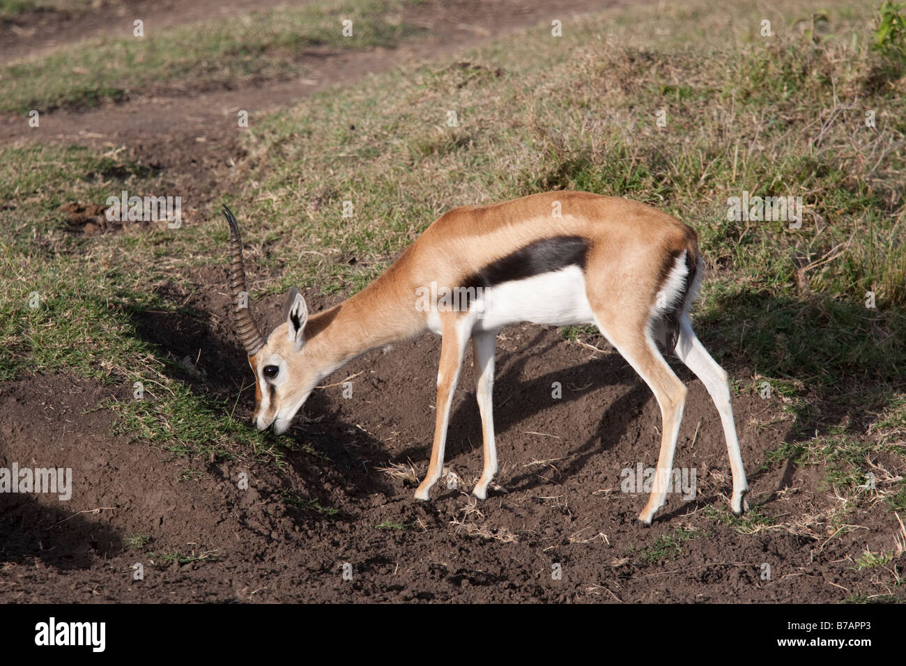 Grazing gazelle hi-res stock photography and images - Alamy