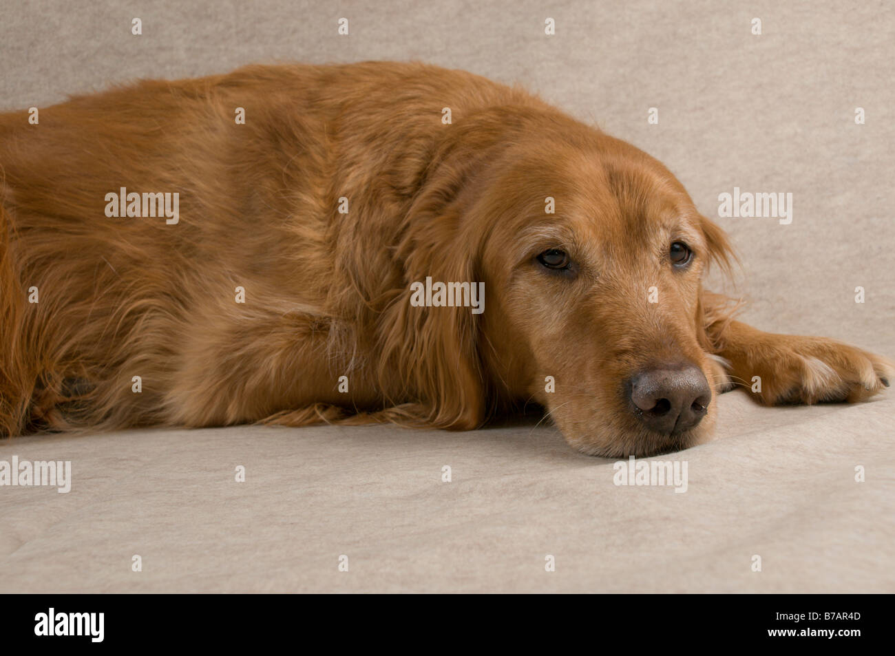 Golden retriever head studio hi-res stock photography and images - Alamy