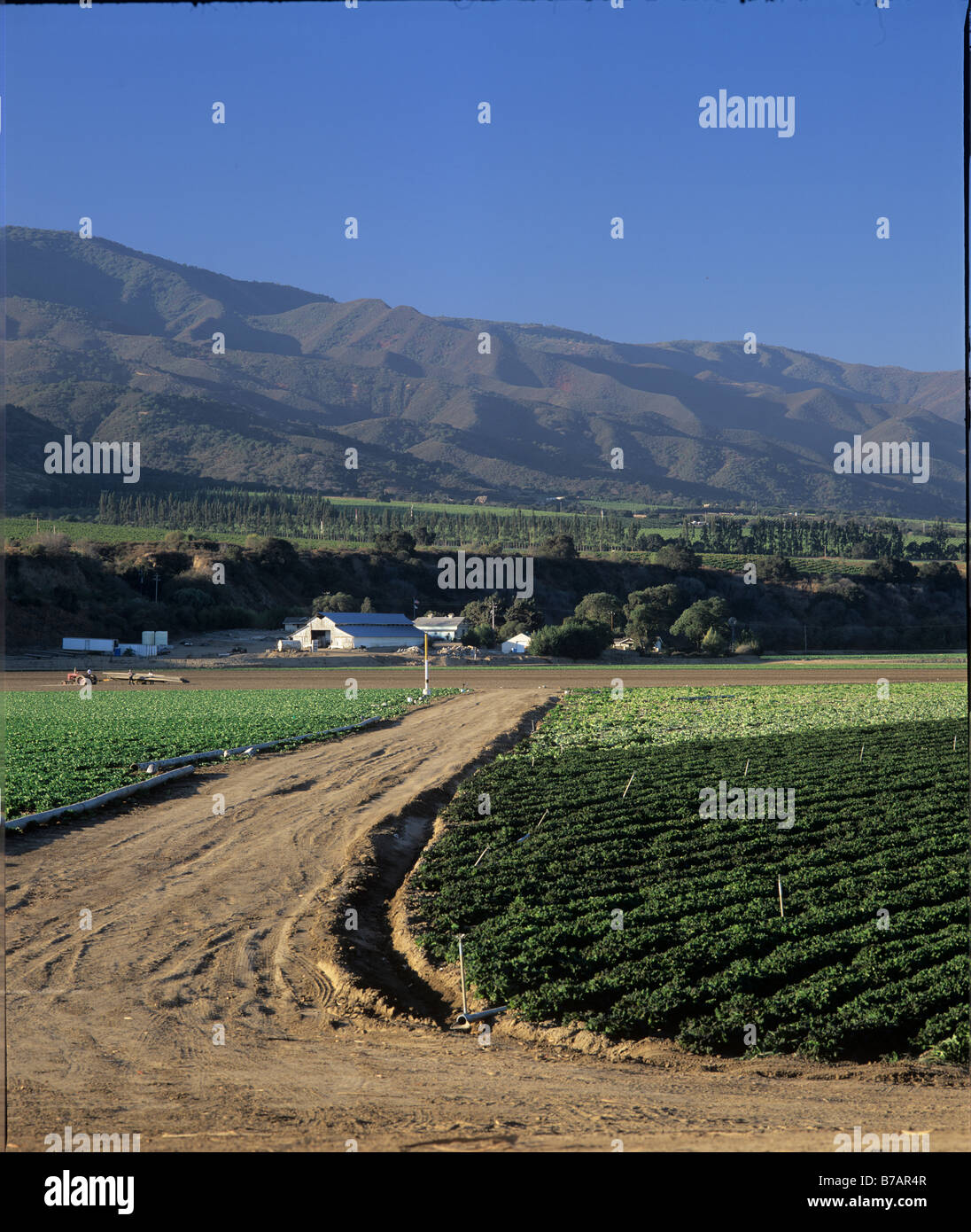 Farm Road crops SALINAS VALLEY CALIFORNIA Stock Photo Alamy