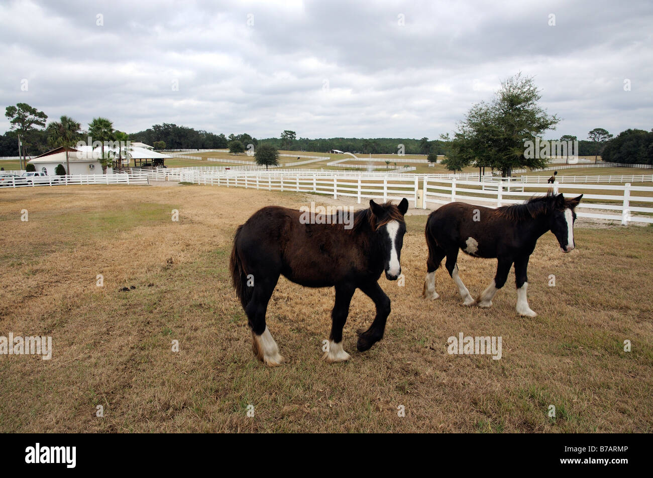 New England Shire Horse Center in Ocala Florida USA two shire horses in
