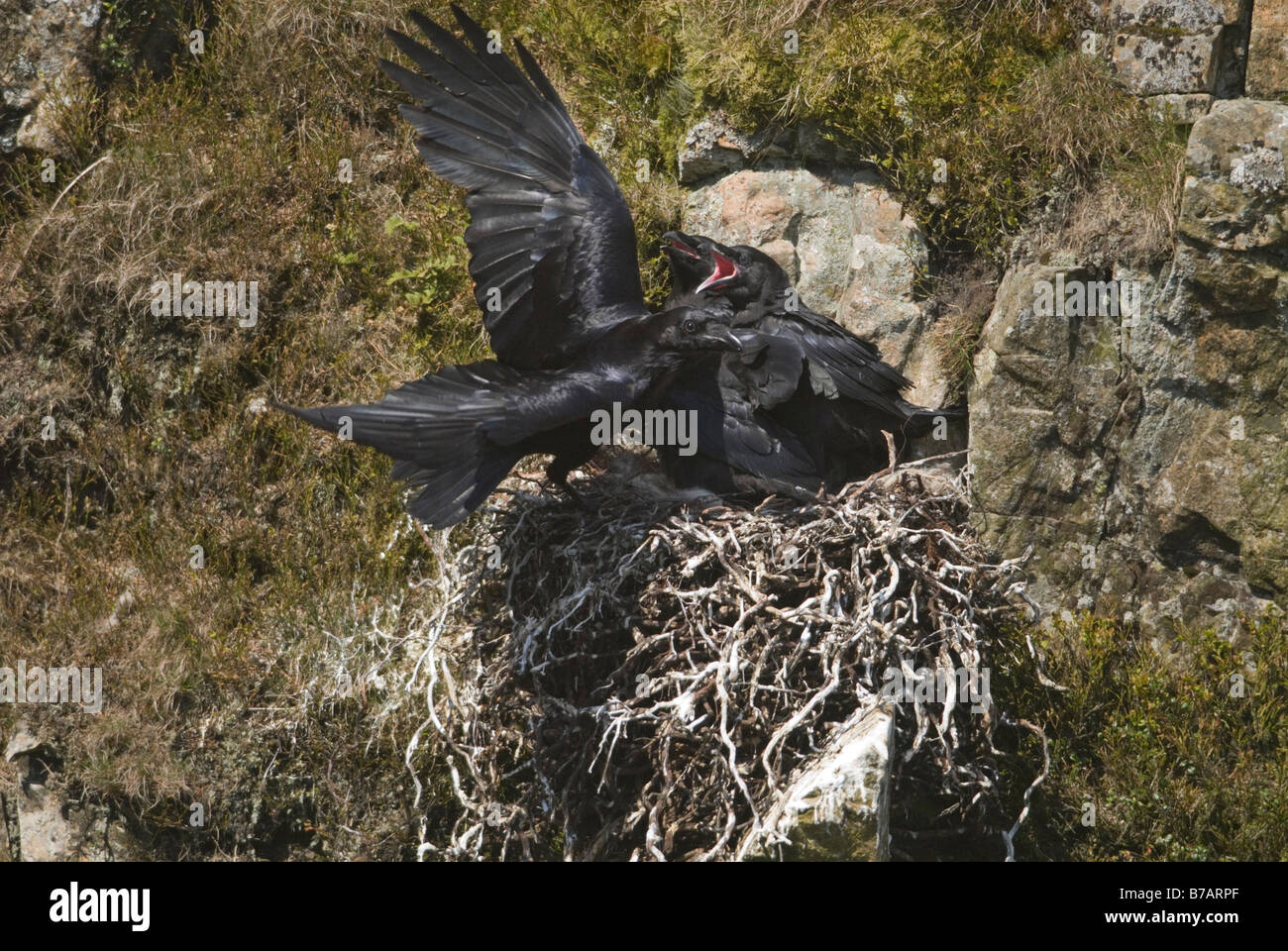 Adult raven Corvus corax leaving nest after feeding young Dumfries Galloway Scotland April Stock Photo