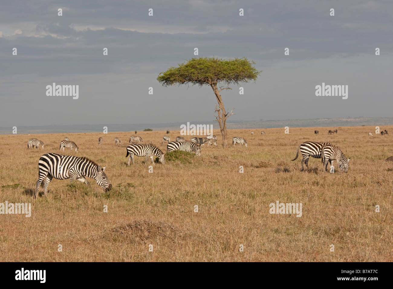 Acacia savannah hi-res stock photography and images - Alamy