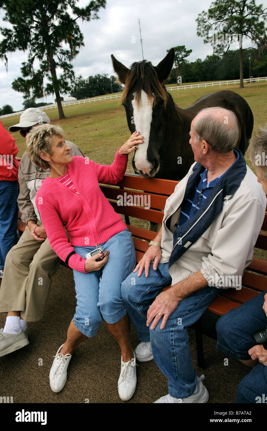 New England Shire Horse Centre Ocala Florida USA visitors on tractor