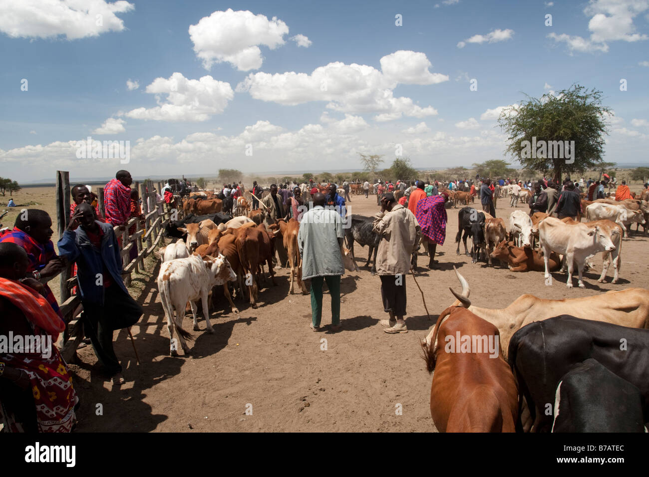 Masai cattle market Aitong Masai Mara North Reserve Kenya Stock Photo