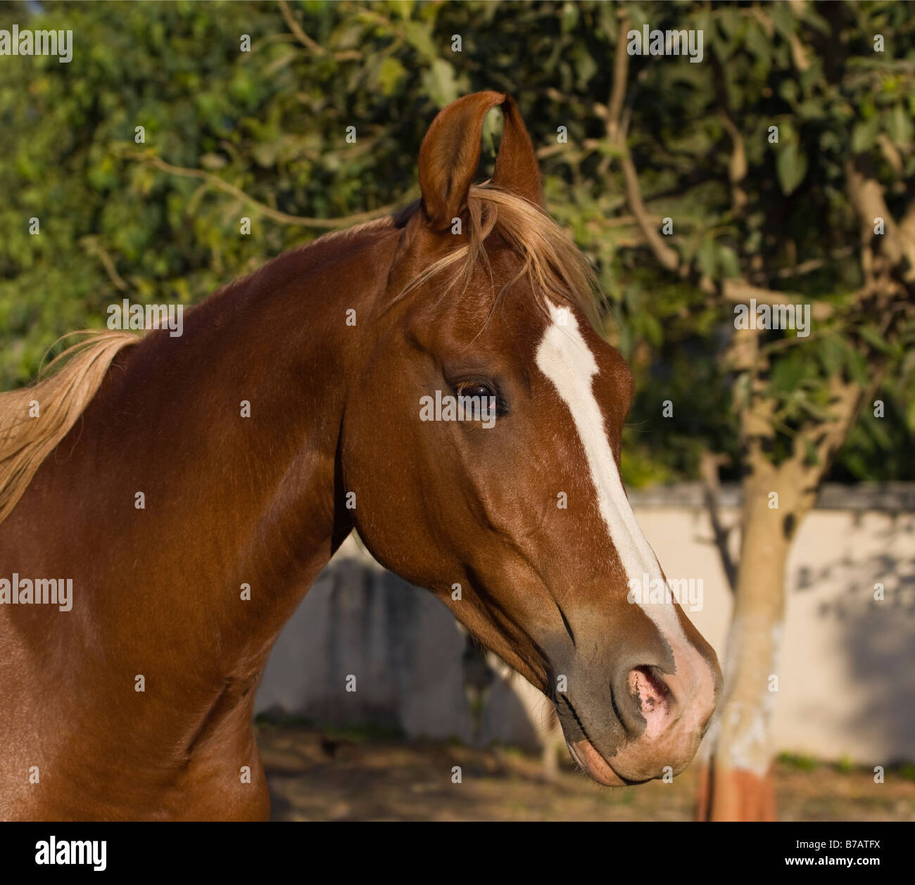 Horse India curved ears exotic Asia Asian Indian Stock Photo Alamy