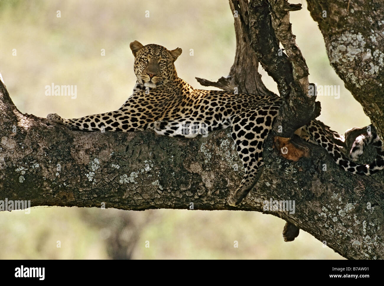 Leopard Poses in Treetops Stock Photo