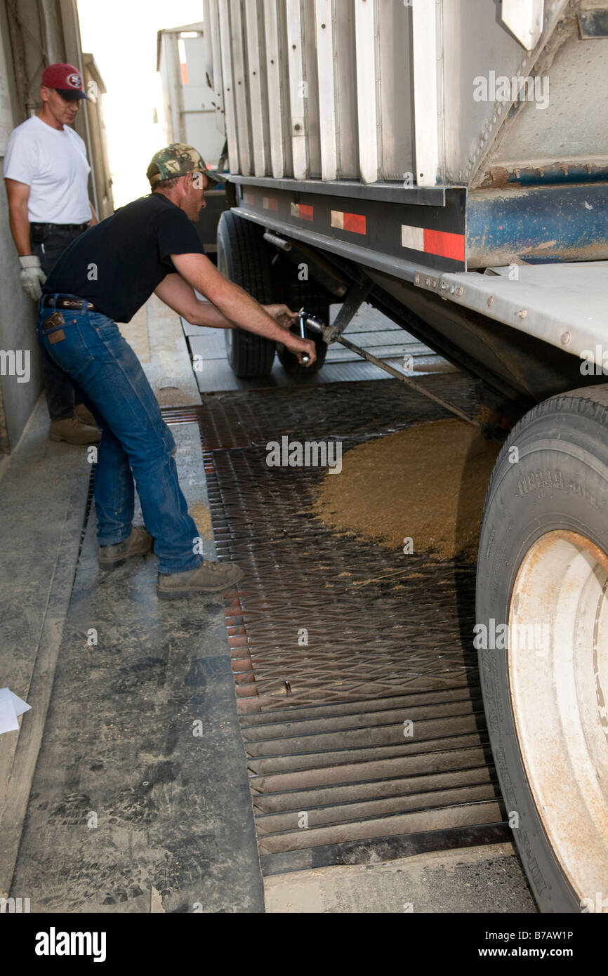 A grain truck driver works to unload wheat into a grain elevator during