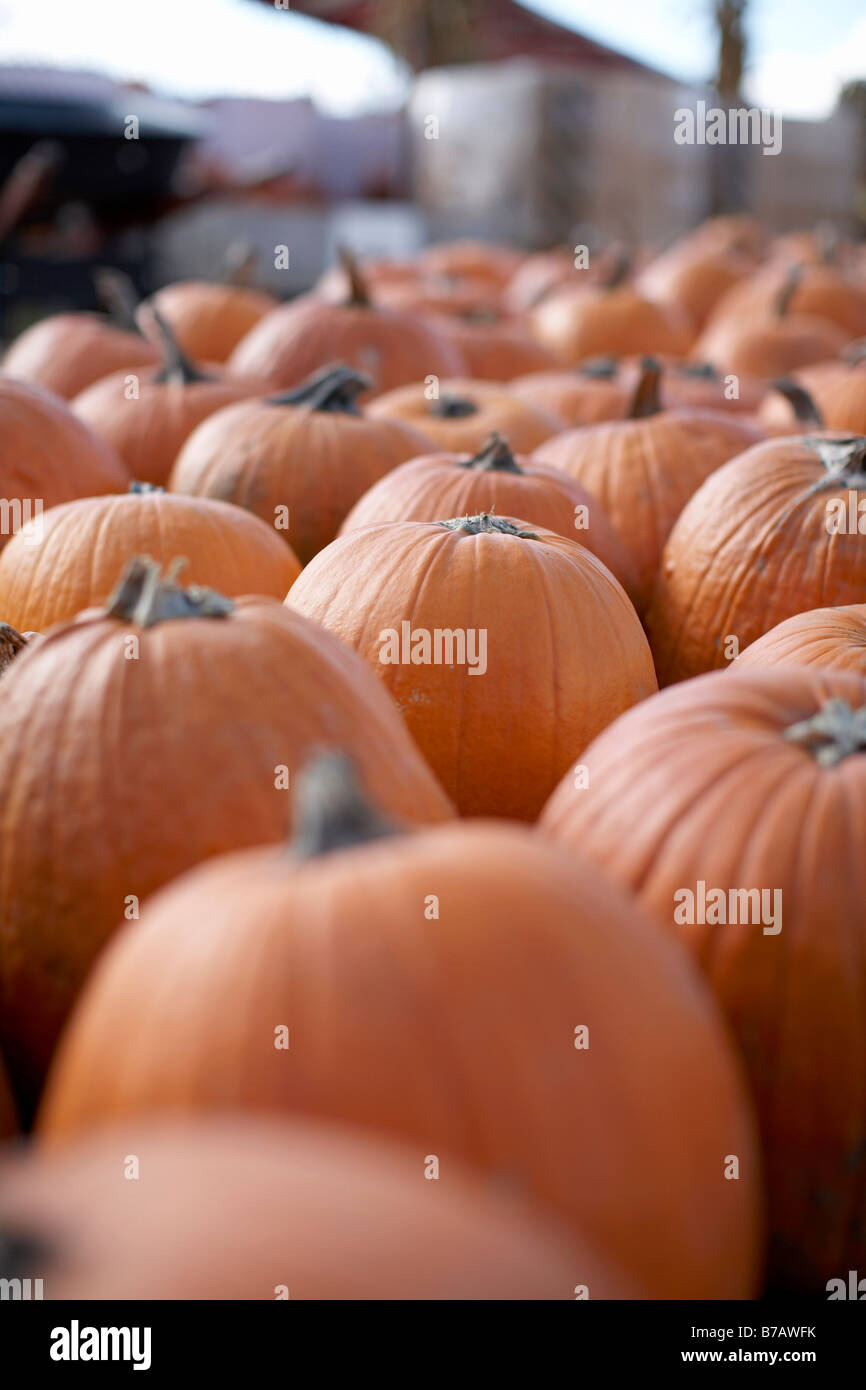 Pumpkins at Springridge Farm, Milton, Ontario, Canada Stock Photo