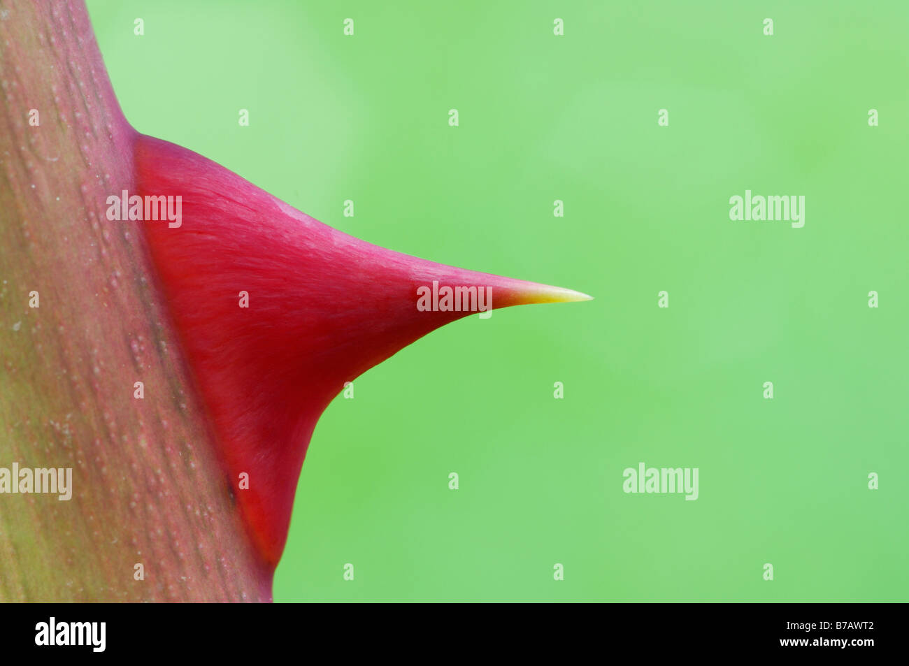 Rose With Thorns High Resolution Stock Photography and Images Alamy