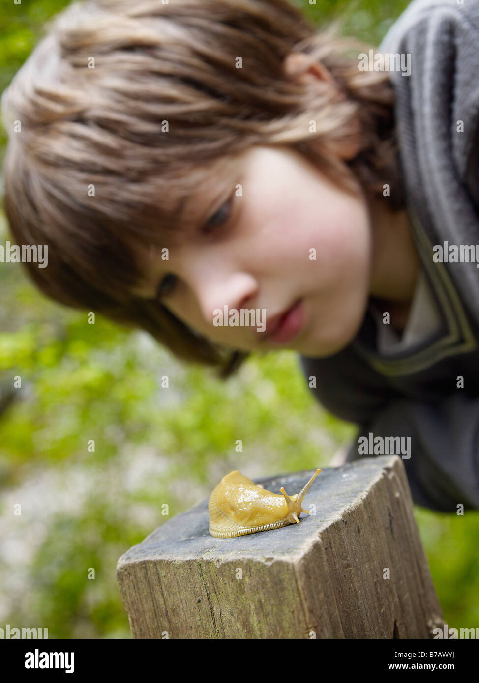 Boy Examining a Banana Slug Stock Photo