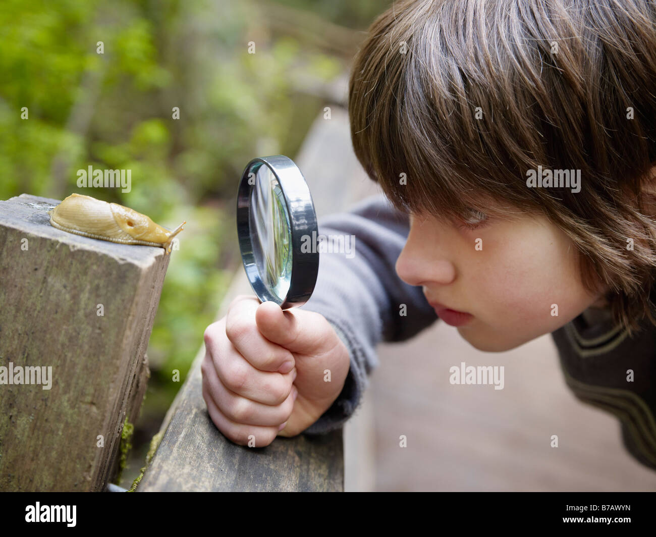 Boy Examining a Banana Slug Through a Magnifying Glass Stock Photo