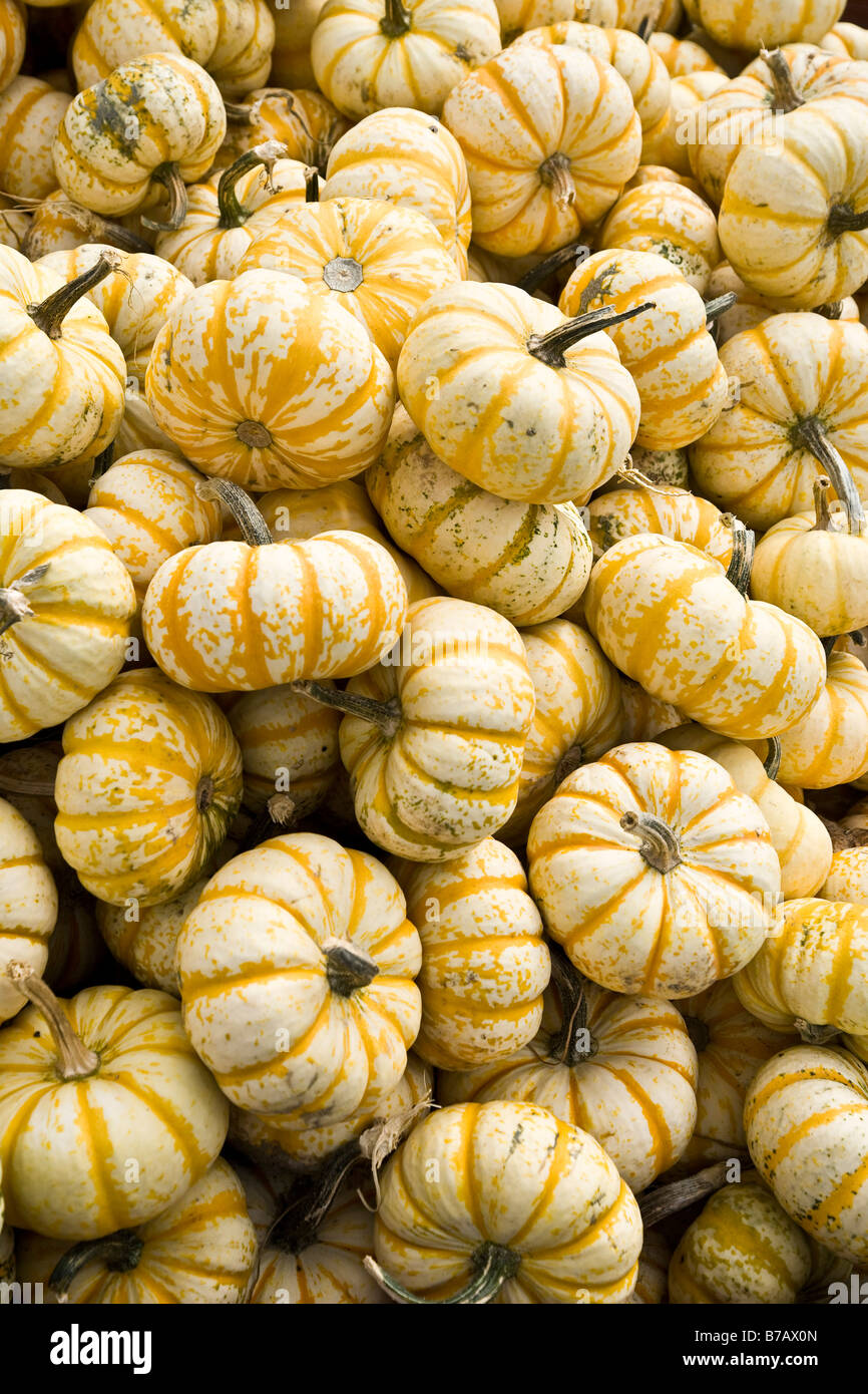 Pile of Gourds Stock Photo Alamy