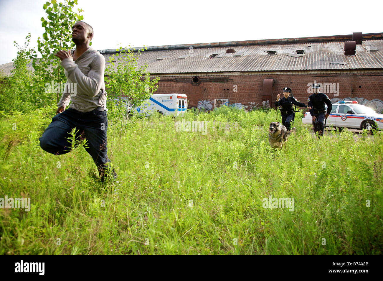 Police Officers and Police Dog Chasing Suspect Through Field Stock Photo