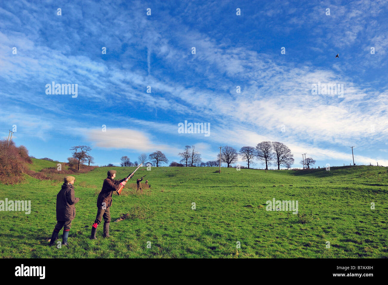 A high pheasant comes over the guns on a traditional English driven pheasant shoot Stock Photo