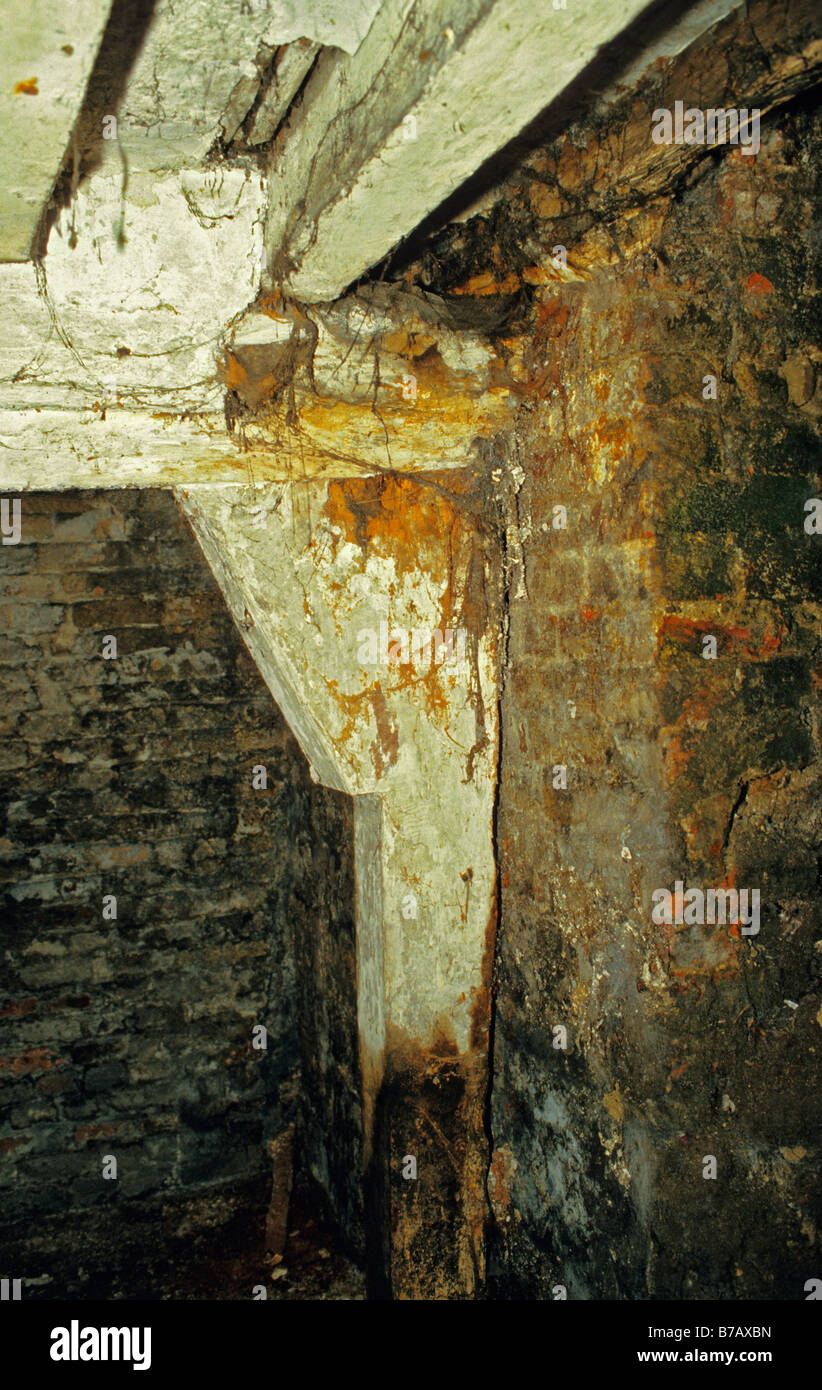 Wet Rot Coniophora cerebella (Cellar Rot) affection woodwork in old