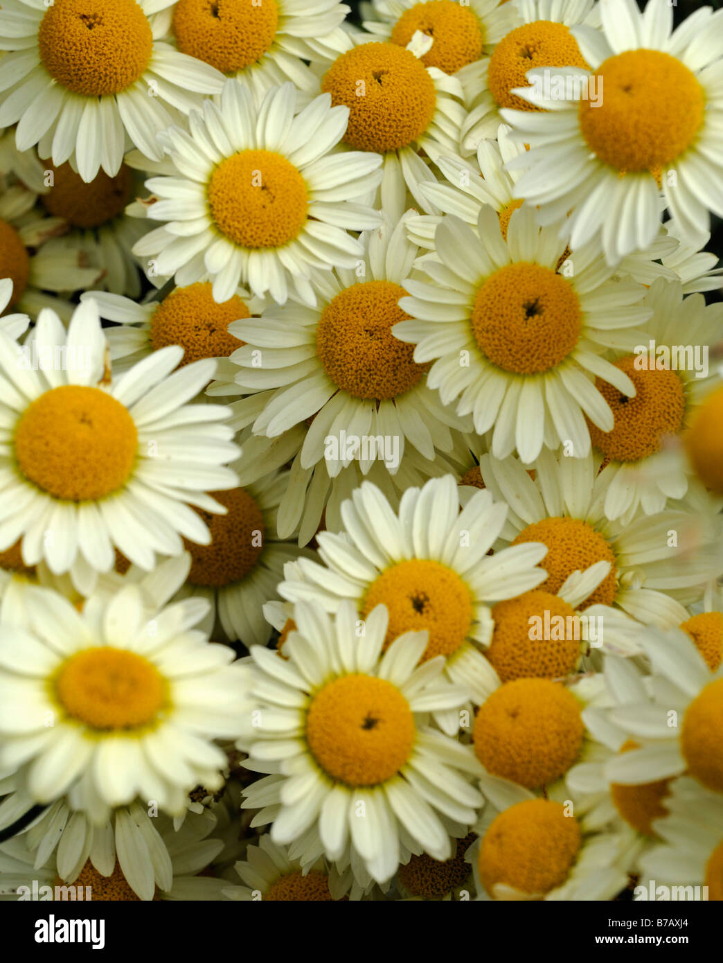 Anthemis tinctoria Yellow flowers of golden chamomile Closeup macro detail close up Stock Photo