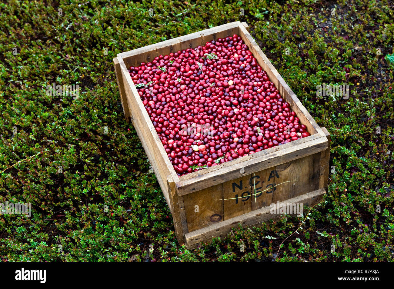 Box of fresh picked cranberries sitting in a dry cranberry bog Stock