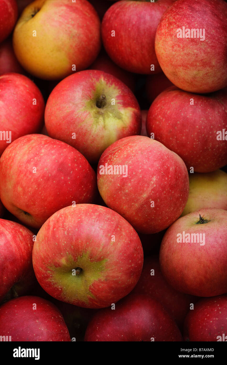 Organic Pink Lady Apples Stock Photo