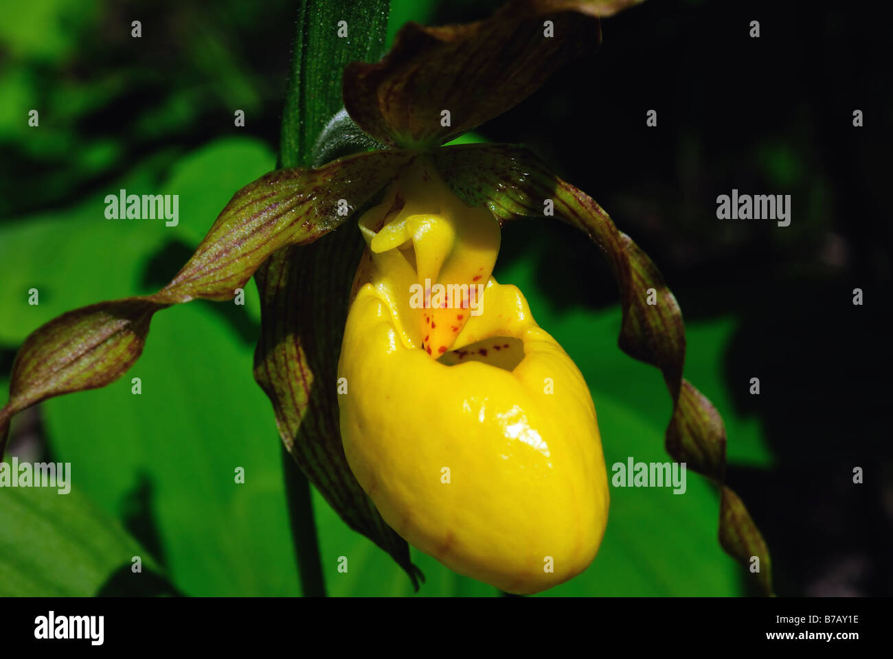 Yellow lady's slipper Cypripedium calceolus pubescens Stock Photo
