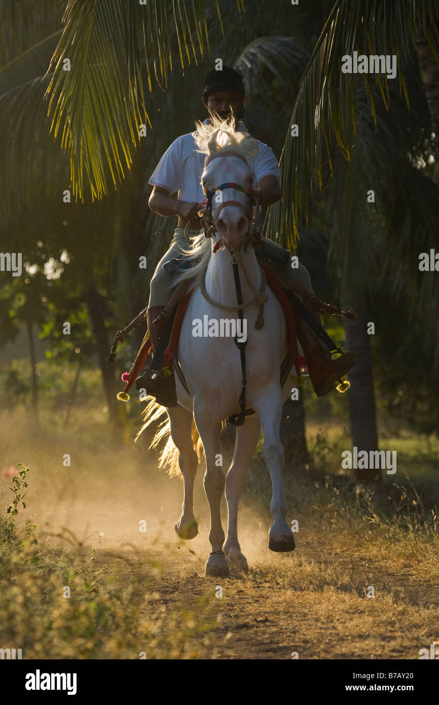 Horse India curved ears exotic Asia Asian Indian Stock Photo Alamy