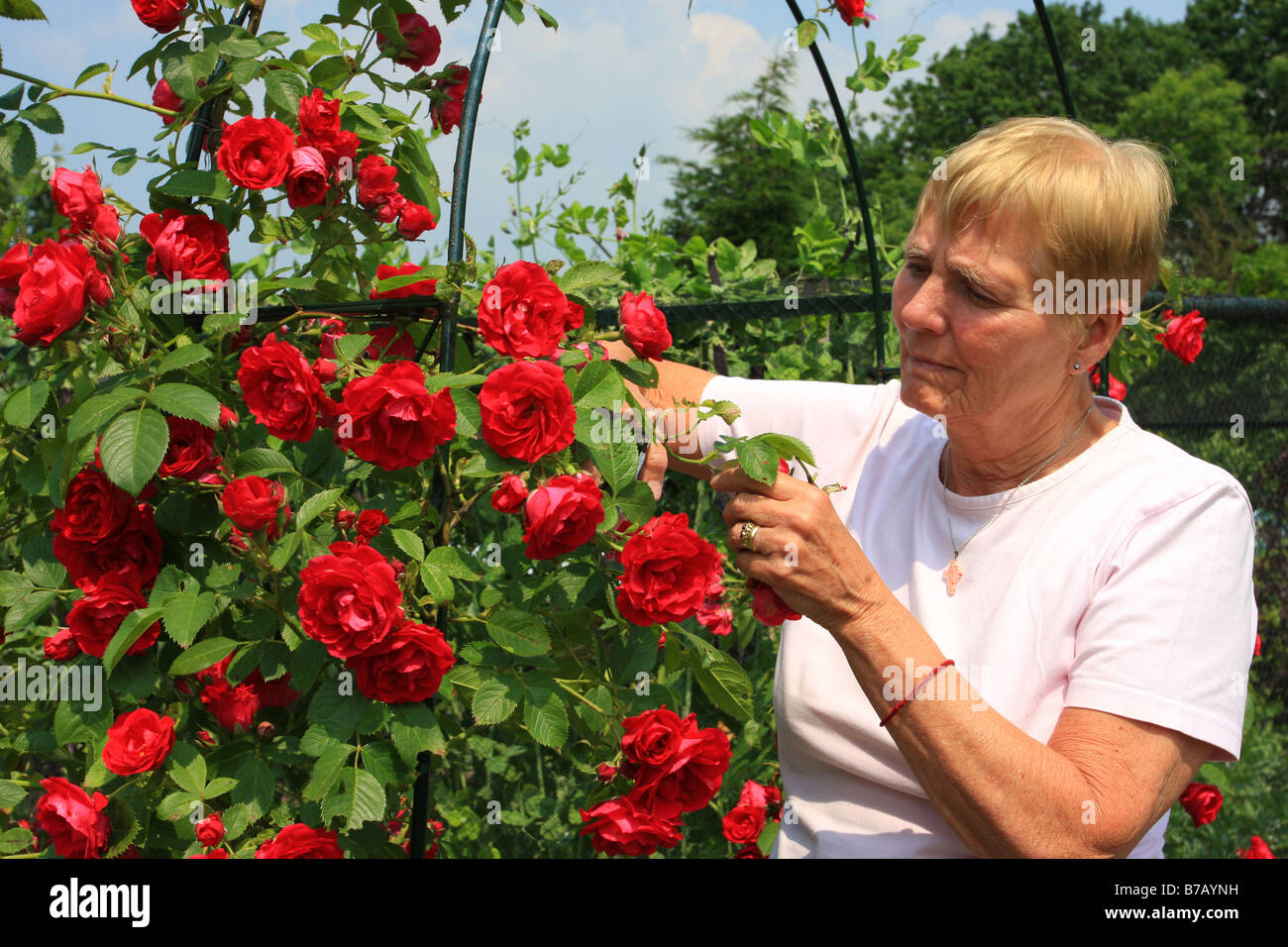 A woman is cutting her roses Stock Photo - Alamy