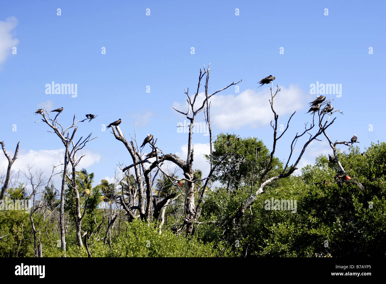 Frigatebird colony, Isla Contoy, Quintana Roo, Mexico Stock Photo